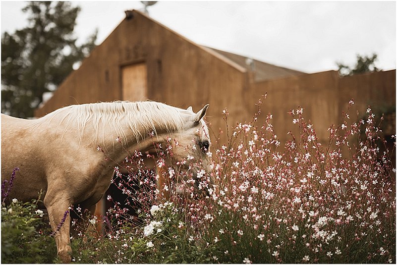 wedding at langkloof roses