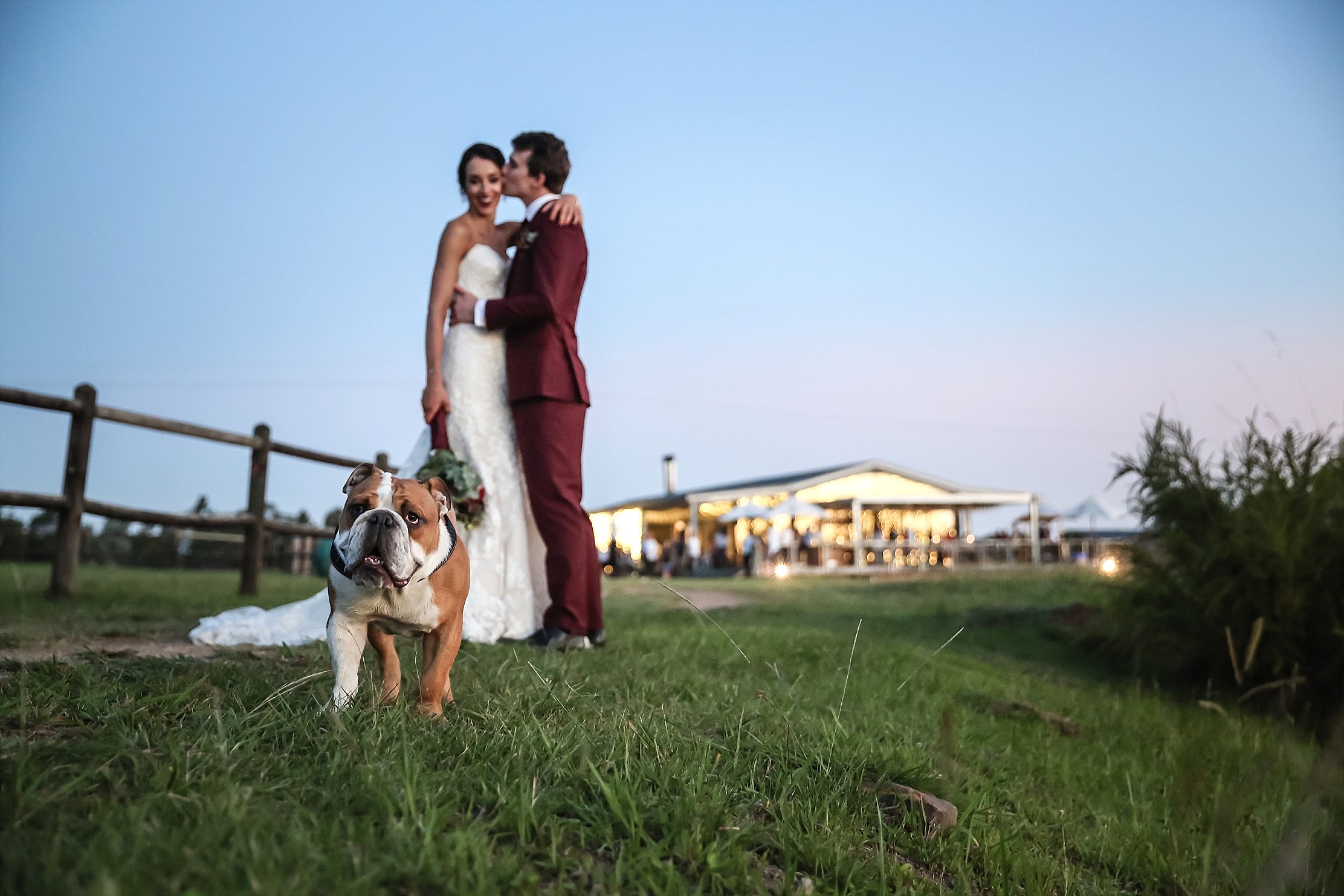 Bride and groom in Maroon suit with bulldog