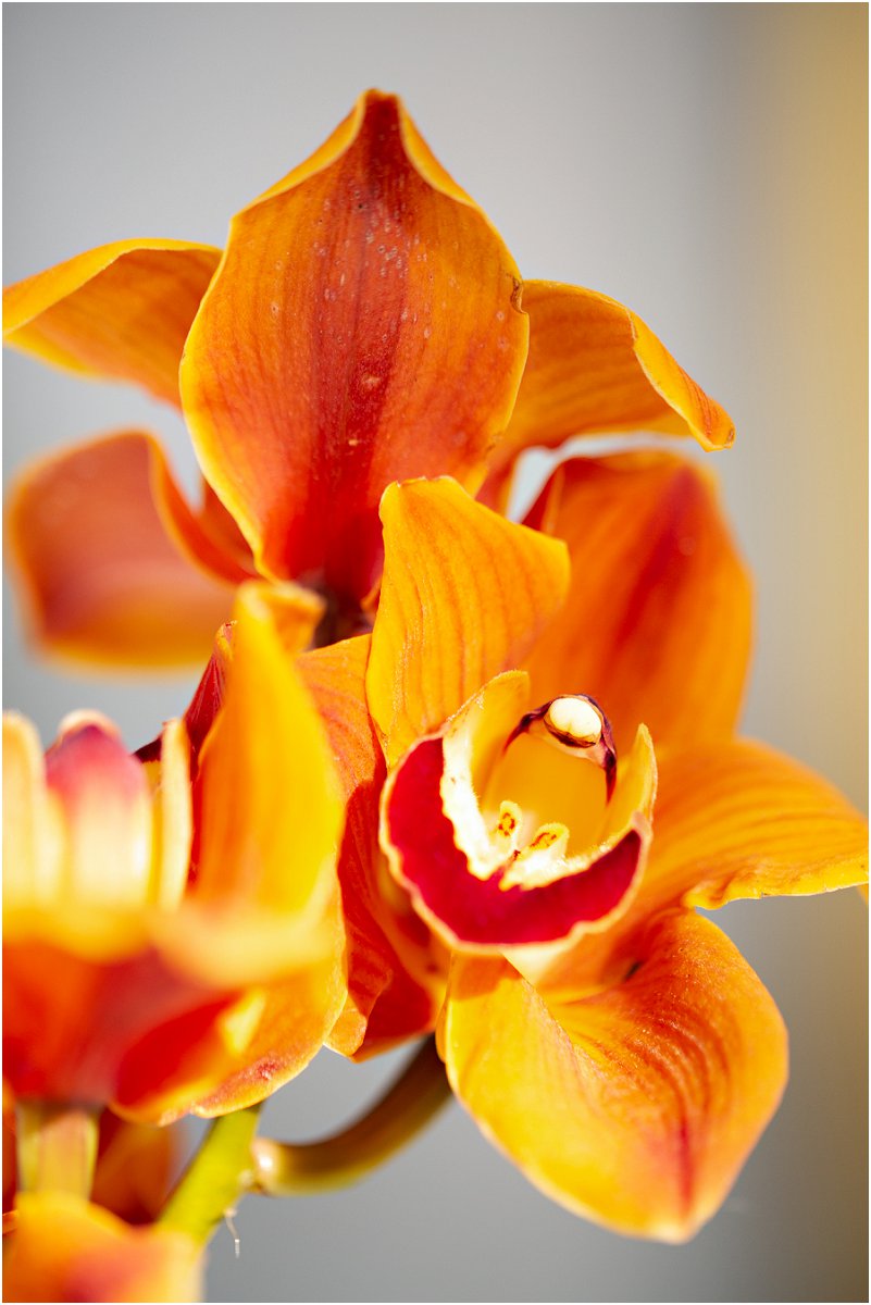 Love and Grace wedding and event design