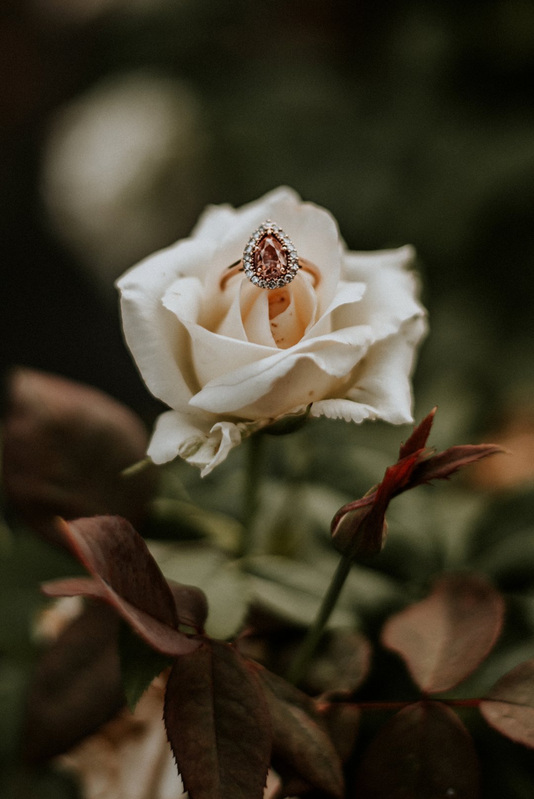 rose farm engagement photo shoot
