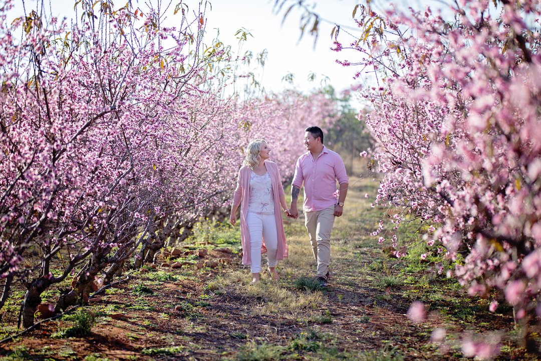 cherry blossom engagement photos