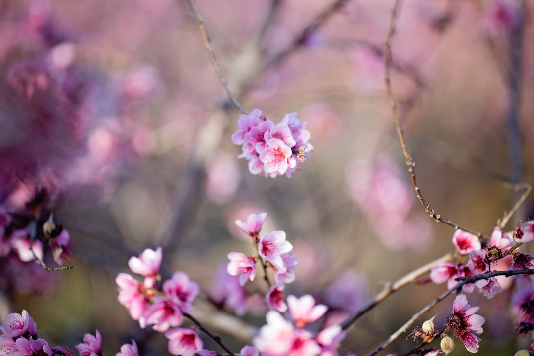 cherry blossom engagement photos