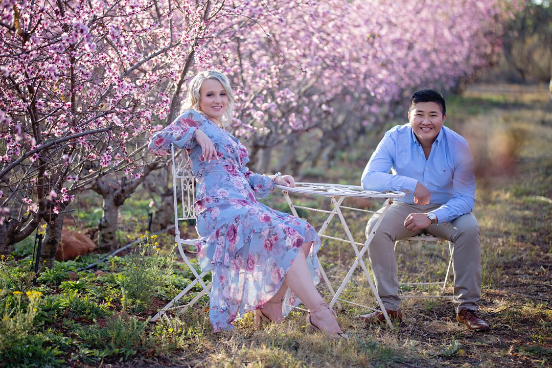 cherry blossom engagement photos