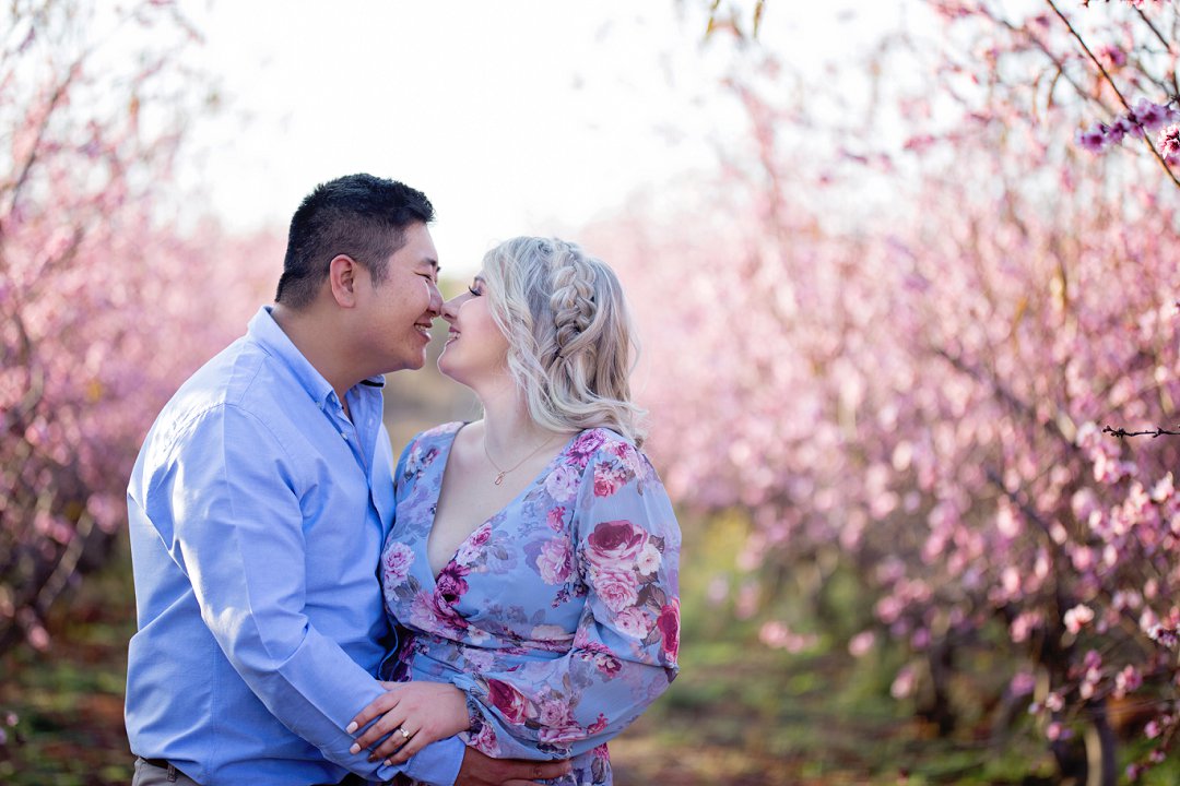 cherry blossom engagement photos