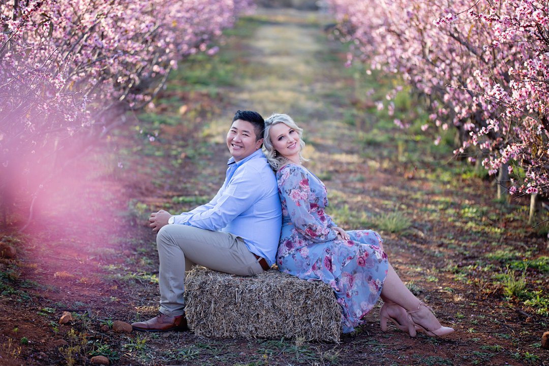 cherry blossom engagement photos