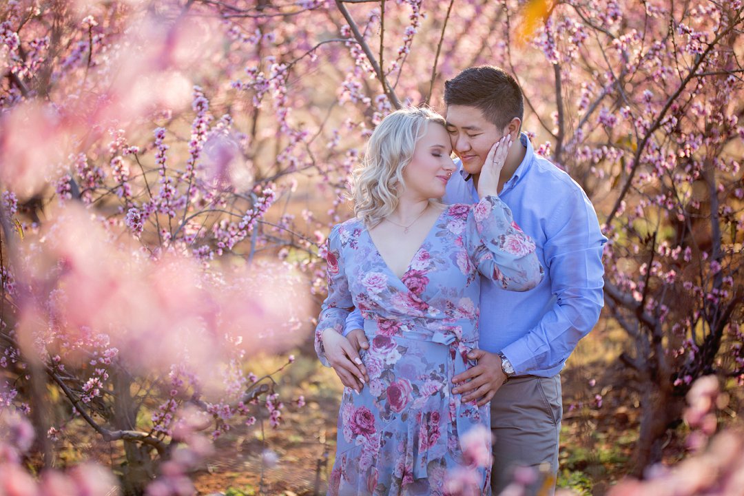 cherry blossom engagement photos