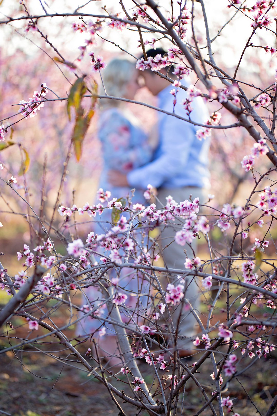 cherry blossom engagement photos