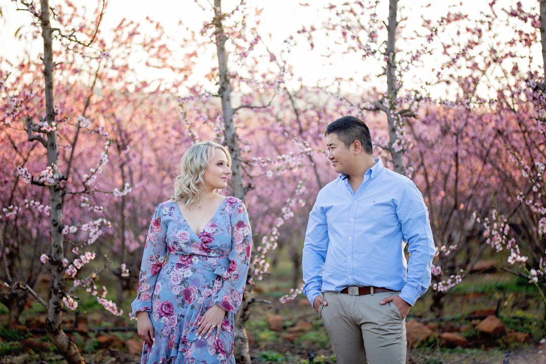 cherry blossom engagement photos
