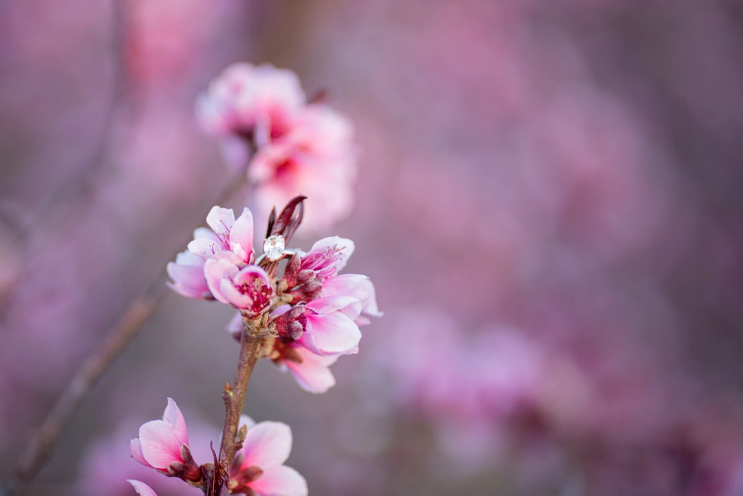 cherry blossom engagement photos